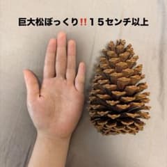 【超巨大！！約15cm】松ぼっくり 6個セット手のひらサイズのサムネイル
