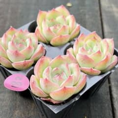 NEW❗️182多肉植物 エケベリア クリスタルローズ 抜き苗 4苗セット