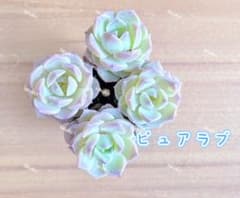 No.487 ❁ピュアラブ❁ カット苗 多肉植物 寄せ植え レア品種】☆ピュアラブ☆多肉植物4苗セット 土・根付き - メルカリ