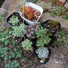 多肉植物　セダム　小梅　おもち　パープルヘイズ　プロリフェラ　レッドベリーのサムネイル