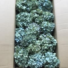 紫陽花ドライフラワー U4 北海道産 100サイズメルカリ便 - メルカリ
