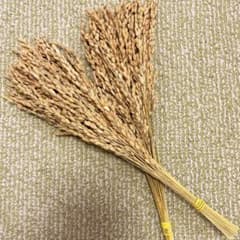 稲穂　ドライフラワー 50本のサムネイル