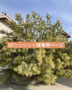 希少！フレッシュ！パールアカシア（おまけもあり）のサムネイル