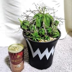 ユーフォルビアバリダ✳️大株 群生 4.5号オリジナル鉢付き スーパーバリダ ユーフォルビアバリダ✳️大株 群生 4.5号オリジナル鉢付き スーパー