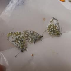 クモマツマキチョウ ♀️3セット 蝶標本 三角紙標本 高山蝶 昆虫標本