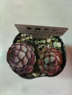 多肉植物 プリドニスグリーンフォームxグロブローサ ②のサムネイル