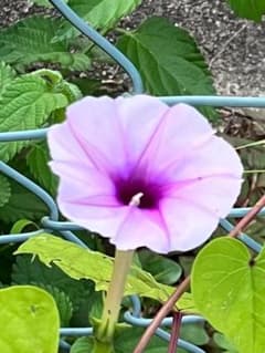夕顔（赤花夕顔)の種30粒♬のサムネイル