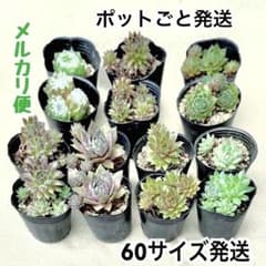 多肉植物 センペルビウム 7種 14個 Cのサムネイル