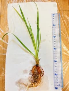 ユッカ ロストラータ 実生 抜き苗 ③ - メルカリ