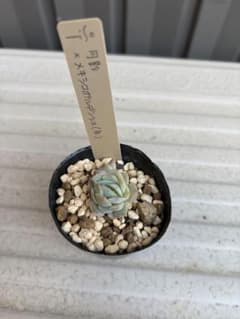 ミソップさん苗 ミソップ苗 月影✖️メキシコポルデンシス(白) ミソ苗