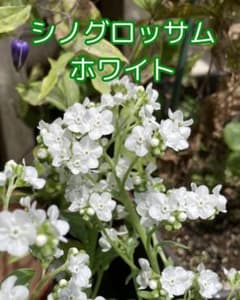 シノグロッサム　シナワスレナグサ　ホワイト　種　60粒