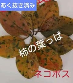 柿の葉っぱ メダカ越冬用のサムネイル