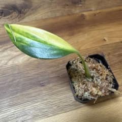 スキンダプサス コリアセウス バリエガータ 斑入り - メルカリ