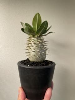 パキポディウム エブレネウム 塊根植物のサムネイル