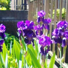 イチハツ　いちはつ　5株　紫の花　耐寒　アヤメ科　菖蒲科　球根のサムネイル