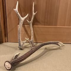 鹿の角のサムネイル