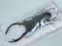 【美麗個体！】エラフスホソアカクワガタ ブルー個体 標本 外国産 クワガタ 美麗個体！】エラフスホソアカクワガタ ブルー個体 標本 外国産