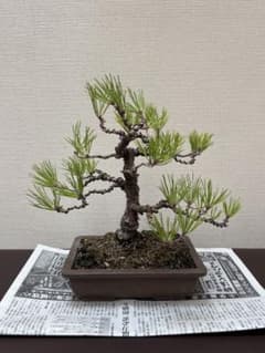黒松盆栽 さぁ、値下げをしたよ?買わないの? お願いします。買って 