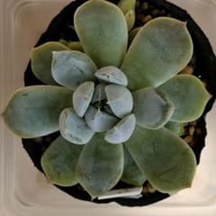 多肉植物 スノーバニーのサムネイル