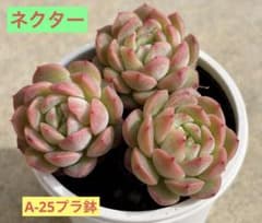 レア！ネクター 多肉植物 プラグ苗(抜き苗)3苗 ランダム発送 - メルカリ