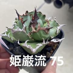 テ*ツ様 同梱可 アガベ 姫巌流 プレステラ75 コンパクトのサムネイル