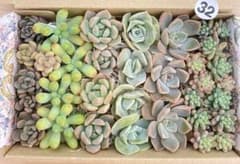 32 多肉植物　多肉弁当　詰め合わせ　寄せ植え　セット　カット苗　韓国苗　セダムのサムネイル
