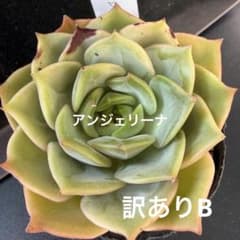 多肉植物 韓国苗 アンジェリーナ 大苗 訳あり 日焼け痕のサムネイル