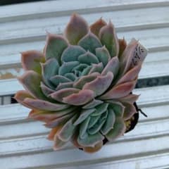 多肉植物 シムランスブスタマンテ - メルカリ