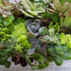 多肉植物カット苗のサムネイル