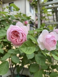バラ苗 オ②白札のサムネイル