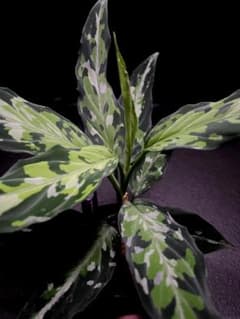 ◇RGL◇ 現物 アチェ産 現地便です アグラオネマ ピクタム