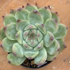 多肉植物 エケベリア 桃太郎 抜き苗 - メルカリ
