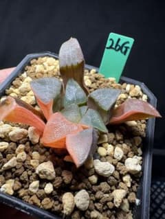 85a 多肉植物 ハオルチア　実生コレクタ　自家繁殖　鉢植え発送 26g 多肉植物 ハオルチア 実生コレクタ錦 自家繁殖 鉢植え発送 - メルカリ