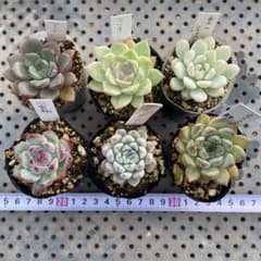多肉植物 抜き苗 6種セット - メルカリ