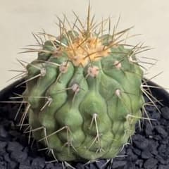 Copiapoaコピアポア ギガンティア実生特選極上株【実生】黒王丸孤竜丸関連