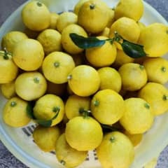 自家栽培　花柚子　約 3 kgのサムネイル