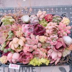 多肉植物 寄せ植えset♡6147 - メルカリ