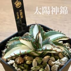 出品確認用 【週末オークション】⑦活着 アガべ 太陽神錦 白中斑 TC