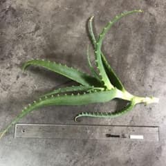 キダチアロエ  １株のサムネイル