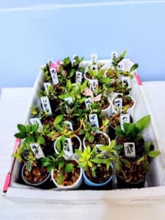 PeaK2様専用‼️ ミニ皐月 皐月盆栽 サツキ盆栽 さつき盆栽 - メルカリ