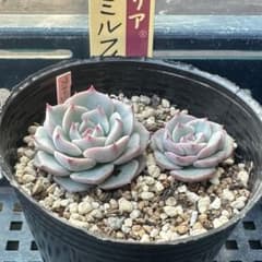 ミックスベリア スノーミルフィーユ 2苗 おらいさん苗 多肉植物 - メルカリ