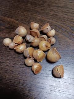 ジャンボニンニクの種　20粒のサムネイル