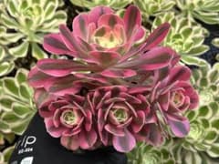 ①多肉植物／アエオニウム／ピンクウィッチ／抜き苗／第四種郵便→土日