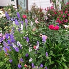薔薇のお供に♪ラークスパー（千鳥草）の種をお分けします♪のサムネイル