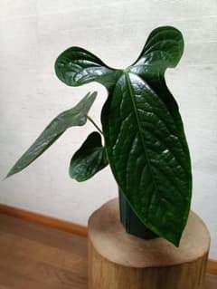 Anthurium Happy Bunny 'Inverse crossing' - メルカリ