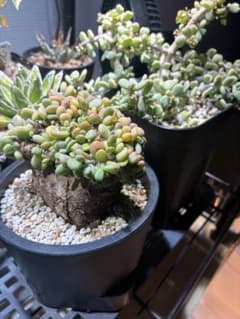 ケラリアピグマエア　種子　10粒　新鮮　自家採取　塊根植物 多肉植物 ピグマエアのサムネイル