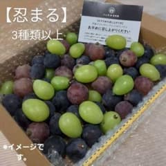 9/1-2　訳あり　忍まる　葡萄　ぶどう　果物　くだもの　にん忍葡萄園のサムネイル