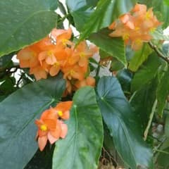 木立性ベゴニア オレンジ色 苗のサムネイル