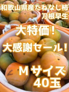 大特価！大感謝セール！Мサイズ40個　和歌山県産たねなし柿　刀根早生のサムネイル
