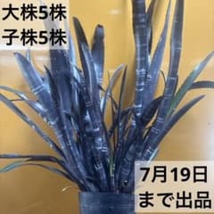 ビルベルギア　ダースベイダー　大株②のサムネイル